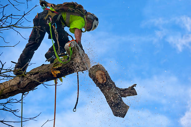 Best Tree Risk Assessment  in Blanco, TX